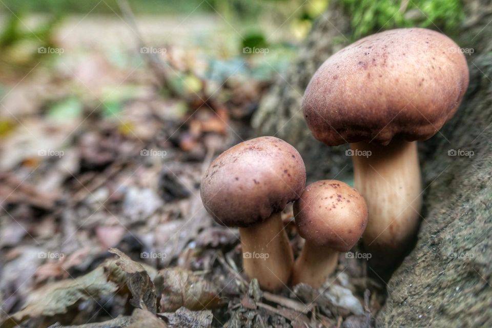 Three small mushrooms near a trunk - 1