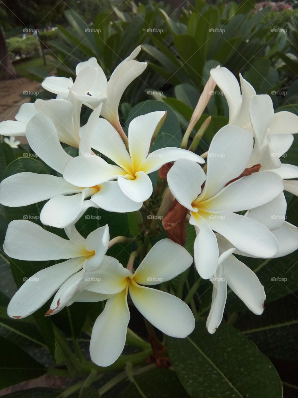 A picture of Beautiful flowers taken by JOSHI123 at PUNJABI UNIVERSITY, PATIALA. INDIA