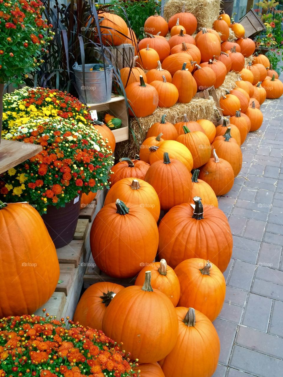 A row of Autumn Pumpkins
