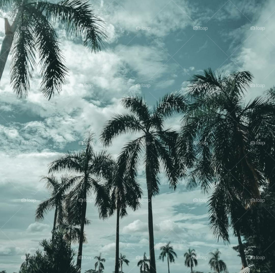 Skies and Palm trees. minimal, minimalist, simplicity, art, aesthetic, white theme, instagram, artwork, tumblr, lifestyle, nature, sky, skies, palm tree, trees, landscape, clouds, skyporn, earth, nature lover, world, love, beautiful, travel, coconut