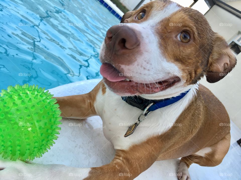 A very happy wet rescue dog and his ball poolside