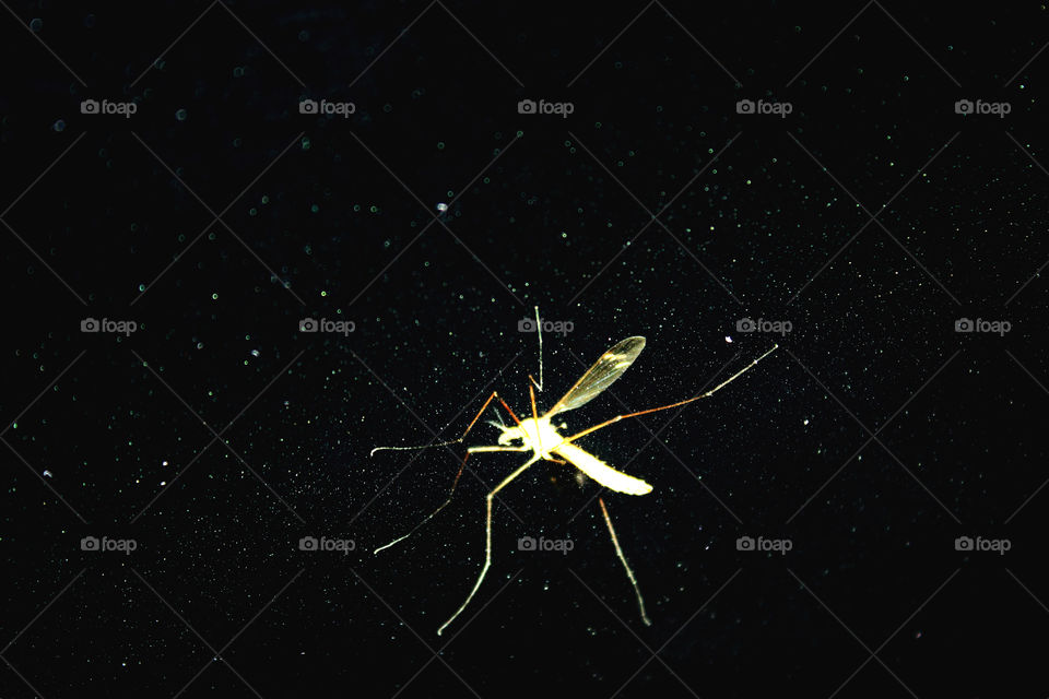 The unexpected beauty of a mosquito glowing in the dark.