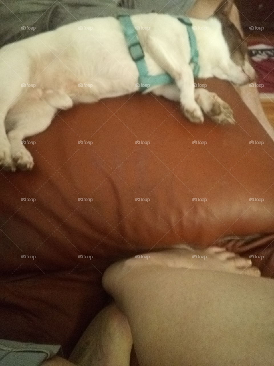 Gizmo taking his daily siesta after playing hard with his toys and playing in the yard.