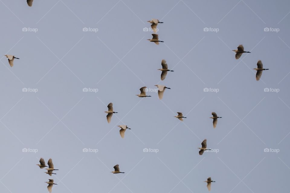 Birds flying in the sky