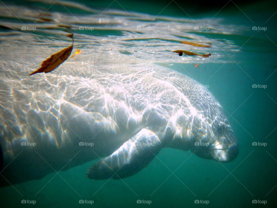 Manatee and leaves