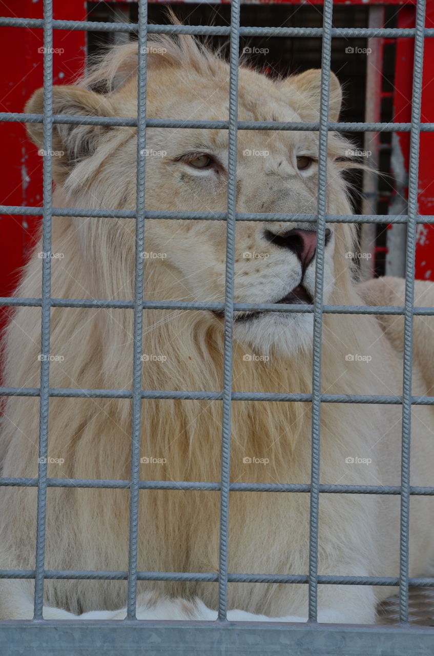 the imposing presence of the lion