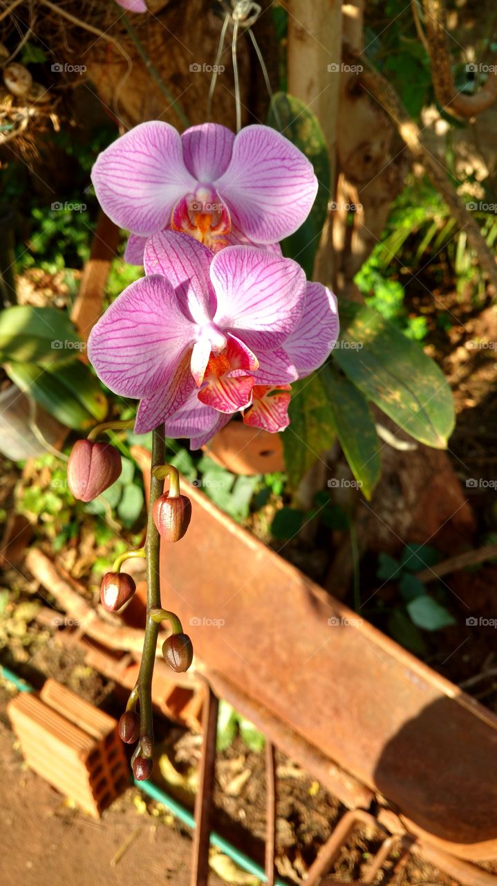 As belas flores orquídeas, rosadas, com botões.