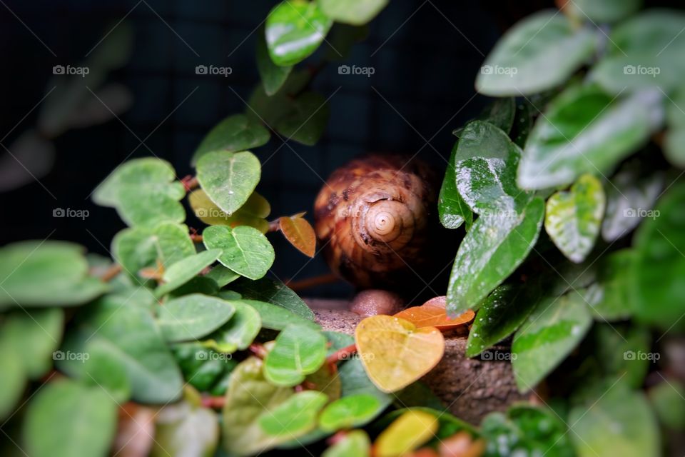 Snail leaves
