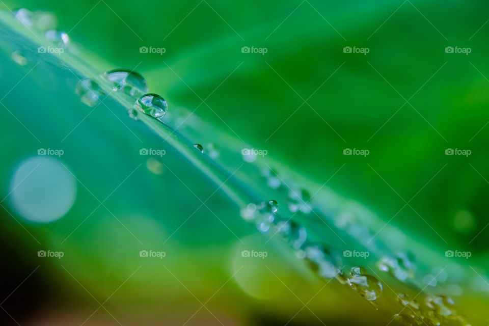 Horizontal macro photo of dew drops on the surface of a green leaf