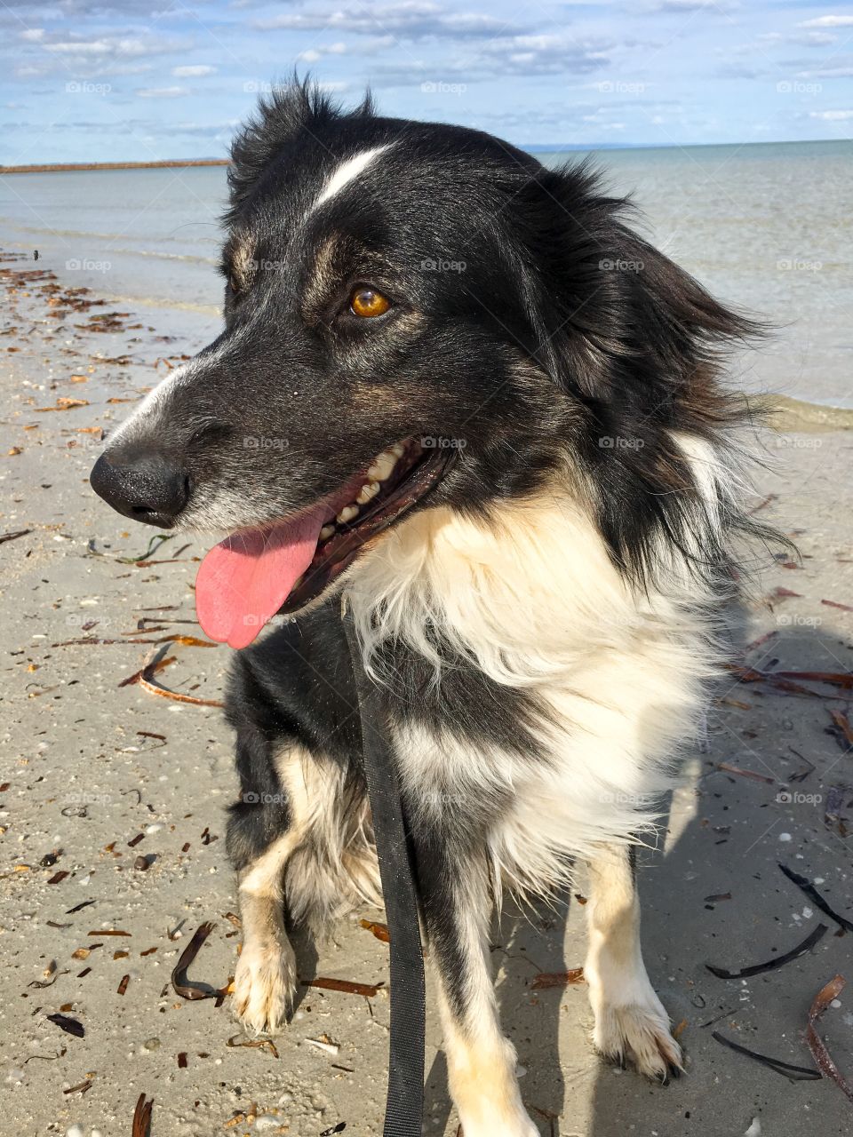 This fella is quite happy to be out in the fresh air of the ocean, fur flying, and he is smiling