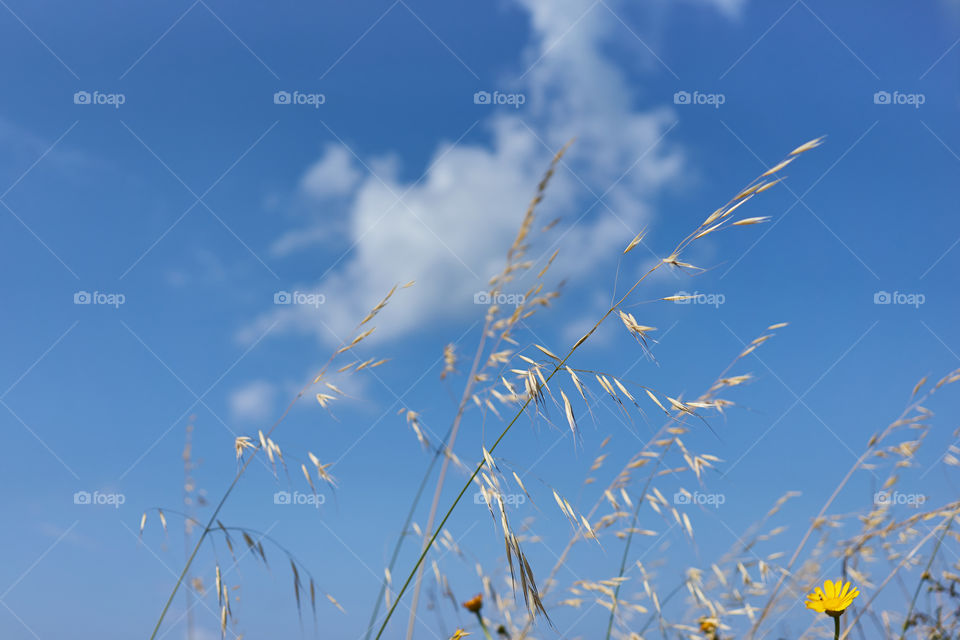 Spikelets 