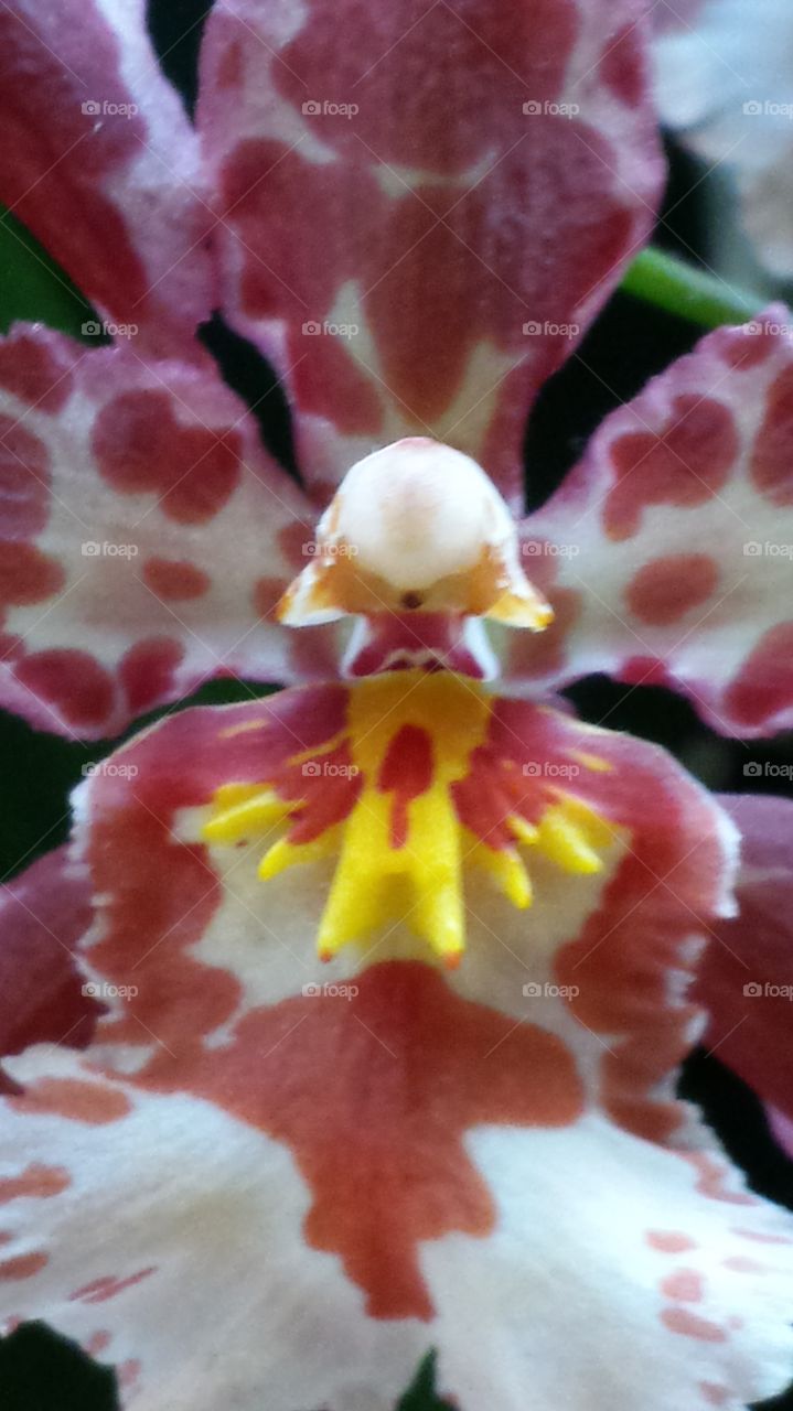 inner orchid