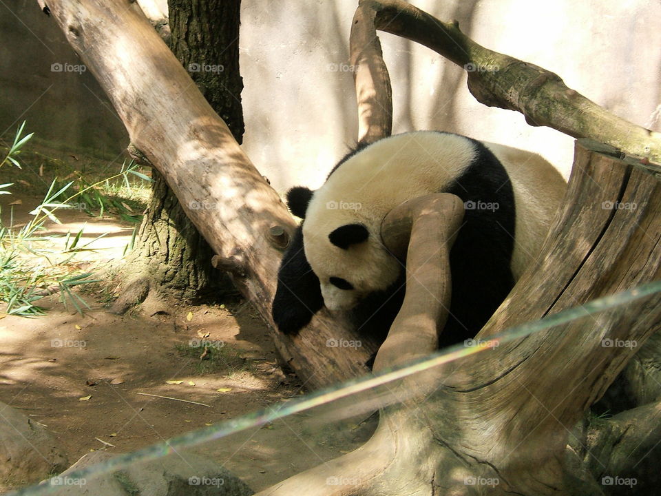 Panda at play
