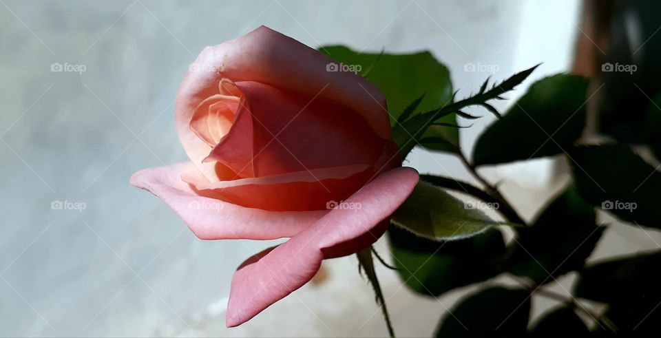 rose 4 u all