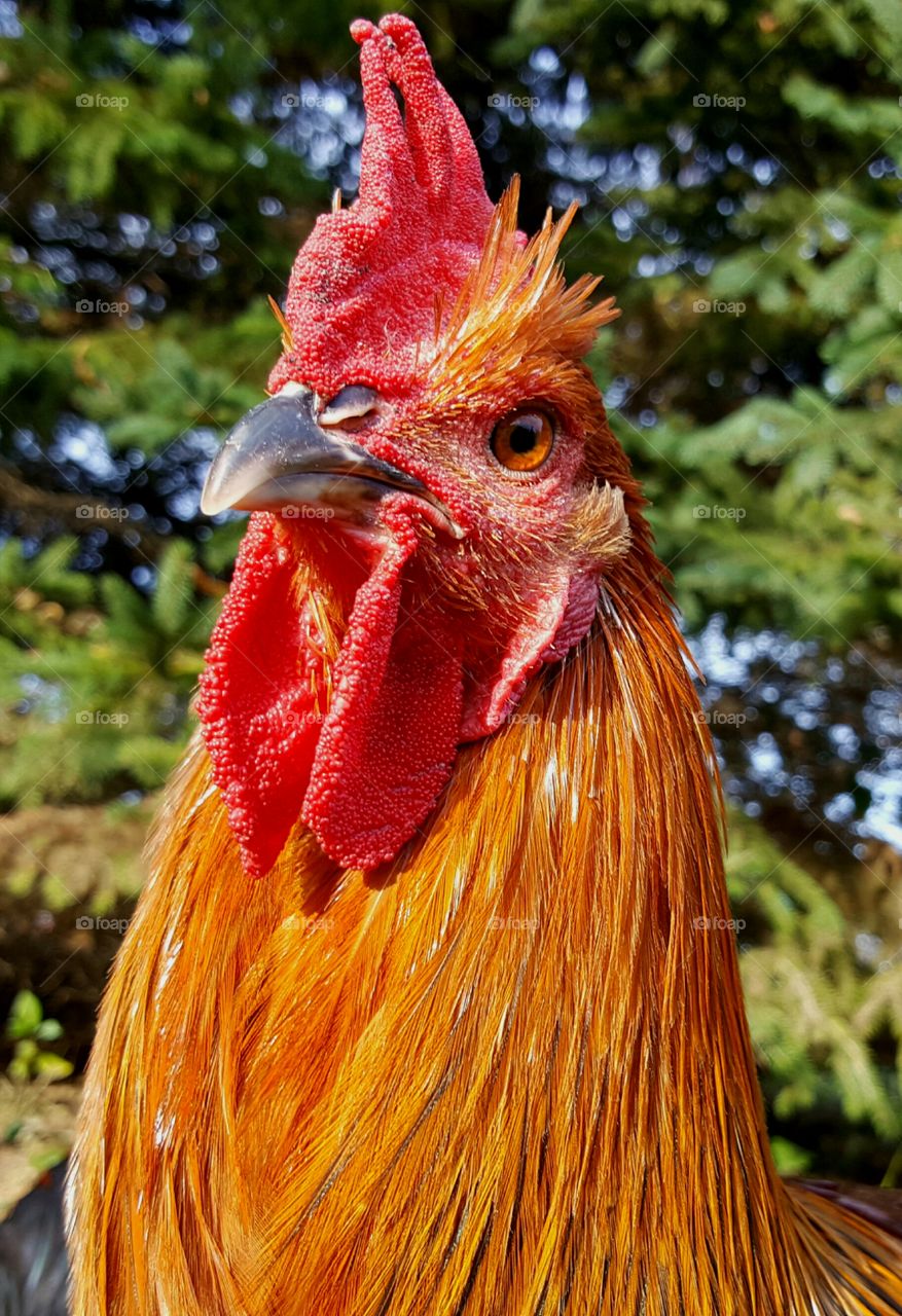 rooster portrait