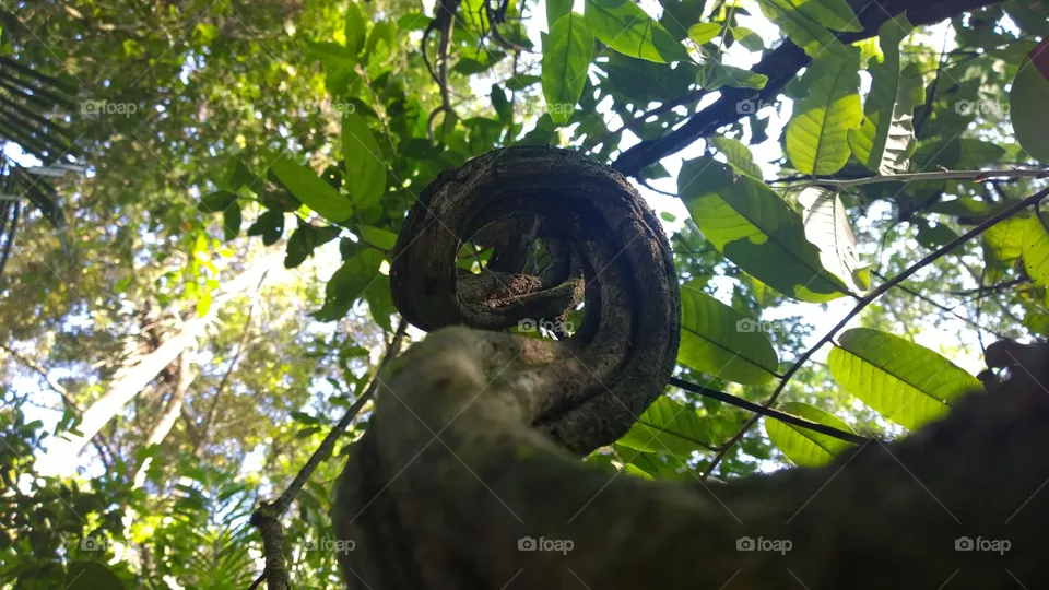 Root