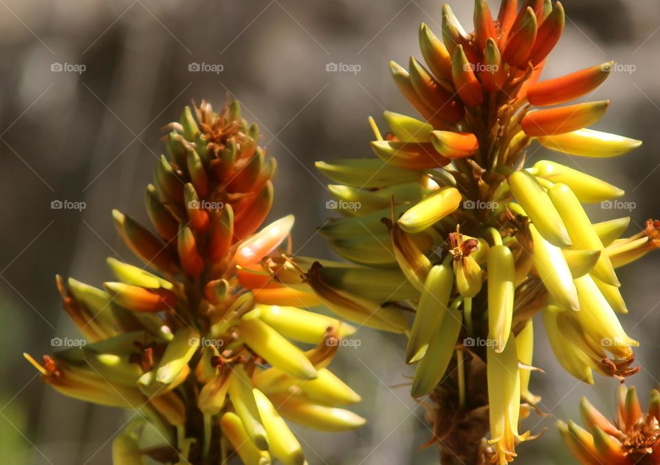 Flowers in Bloom in the Desert