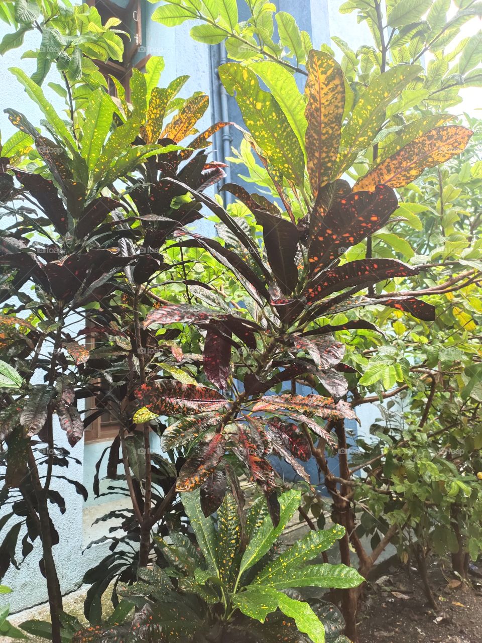 Codiaeum variegatum ( Mrs. Iceton Croton ) House Plant

Awesome Leafs