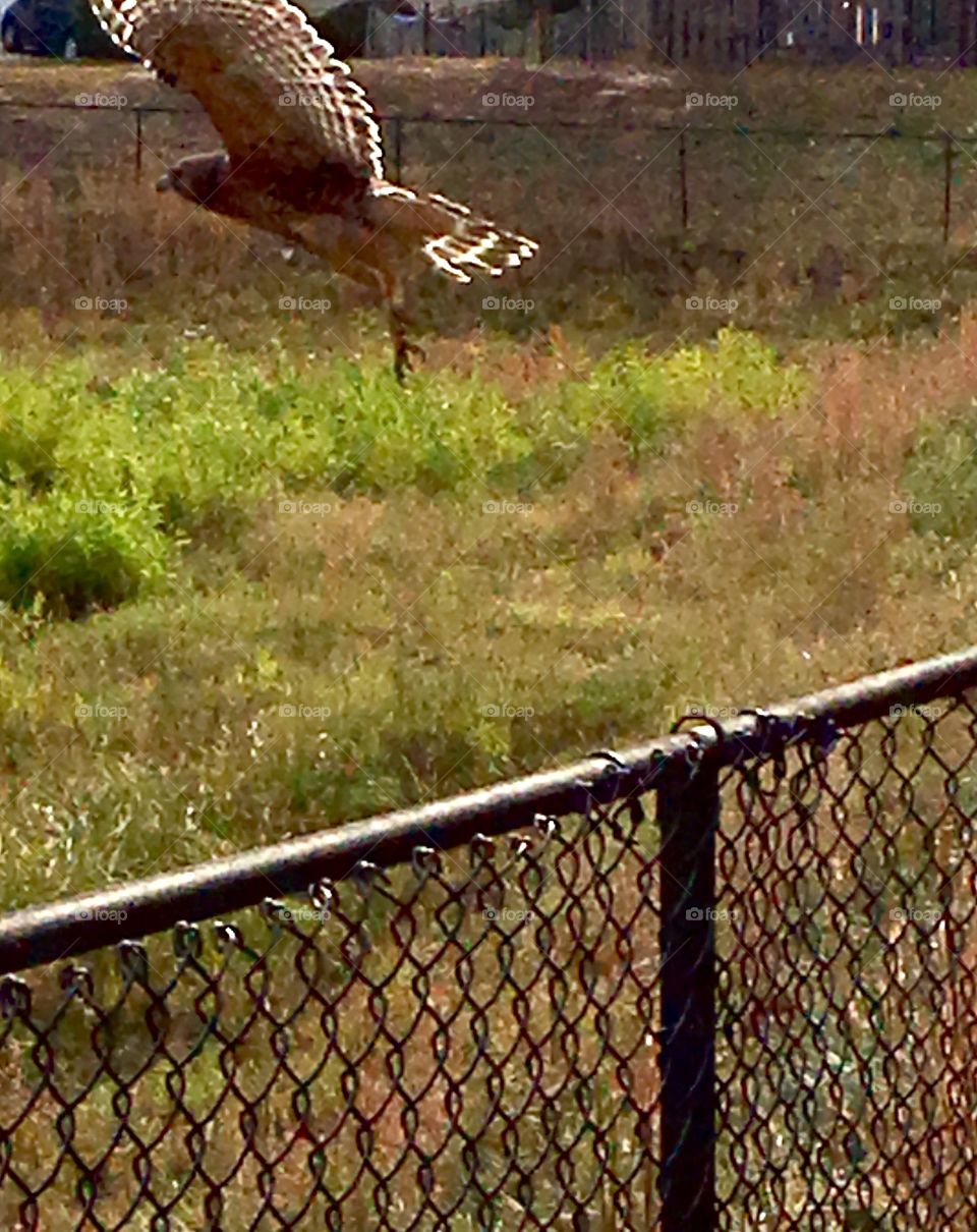 Hawk Flies Away