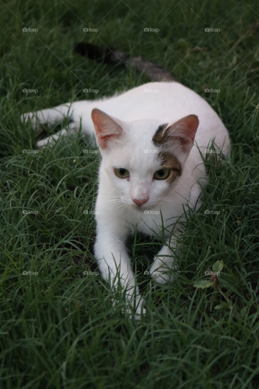 White Cat on grass