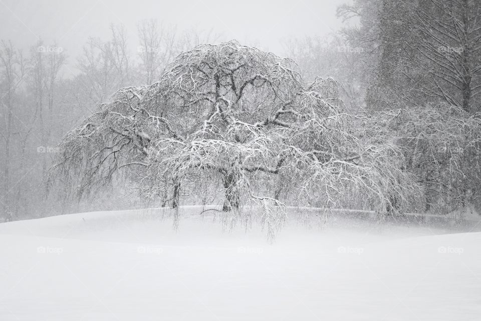 Snowy Day