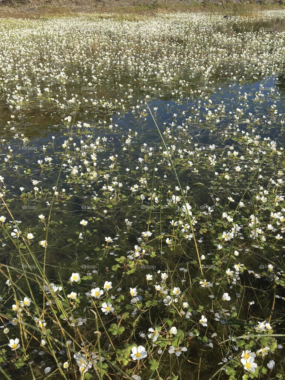 Pond blooming in white 