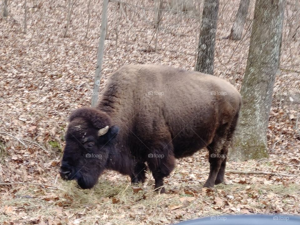 grazing Buffalo in the lone elk park