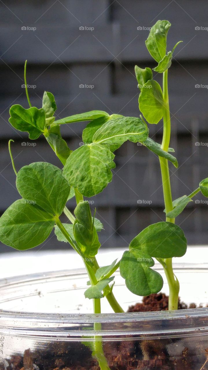 little green plant in soil kitchen garden