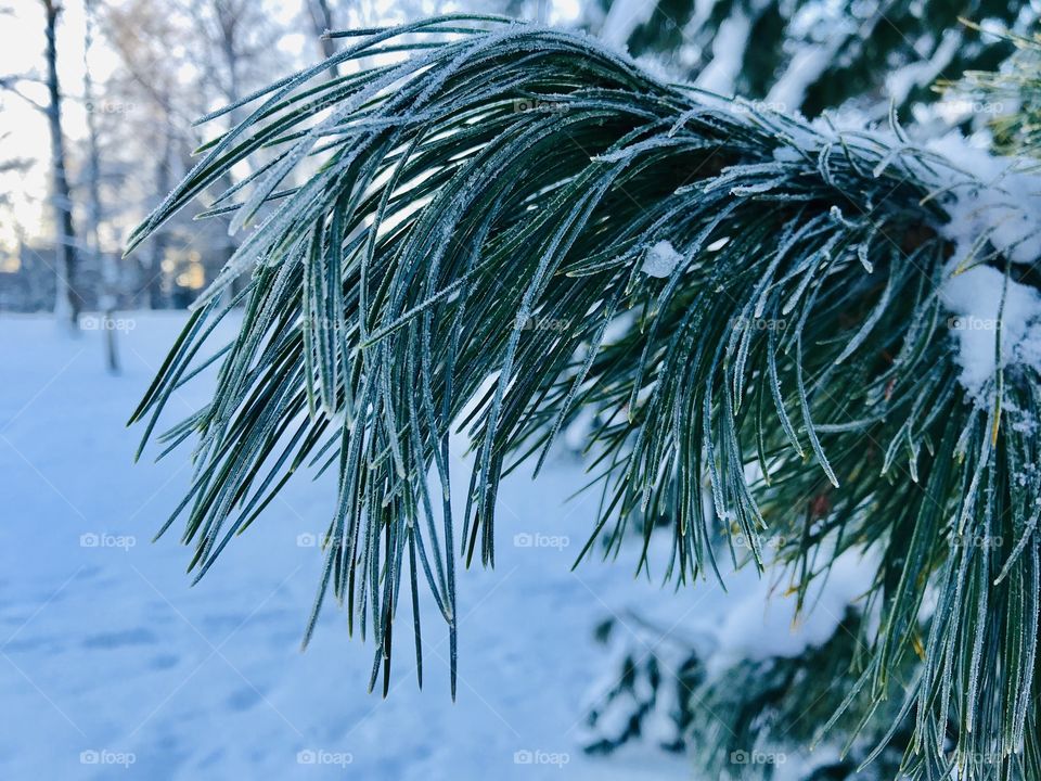 Frozen pine needles