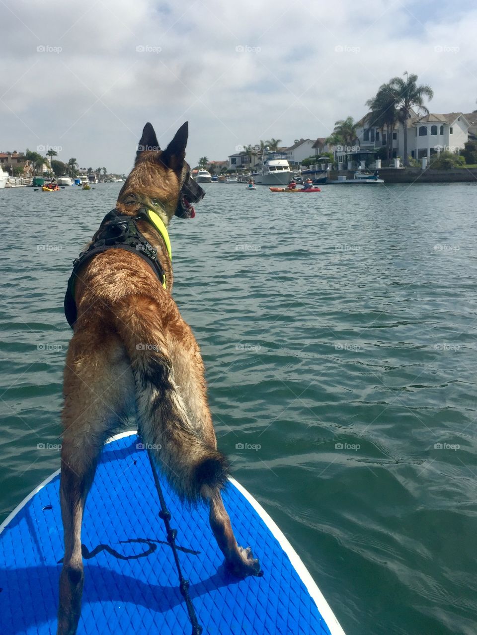 Summer paddle board fun in the channel at Sunset Beach. Belgian Malinois. 