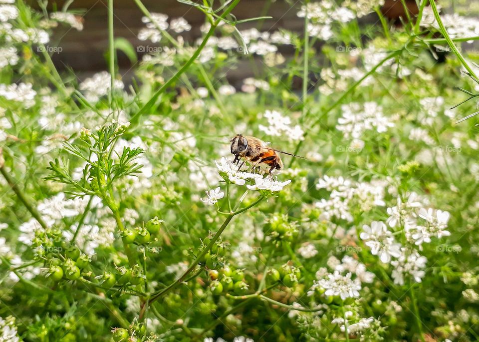 Honeybee perched on tiny flowers