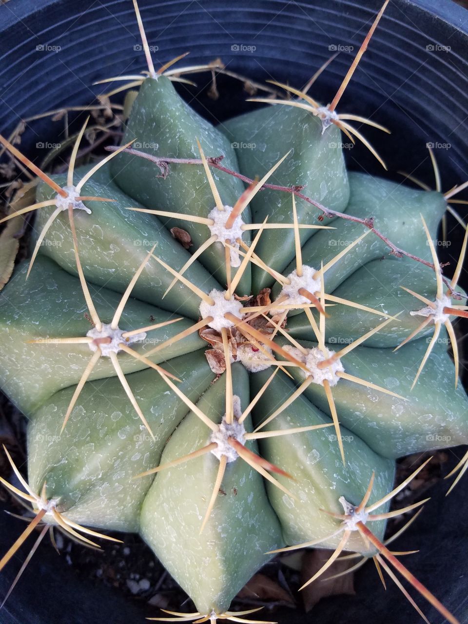 Sharp Cactus Thorns
