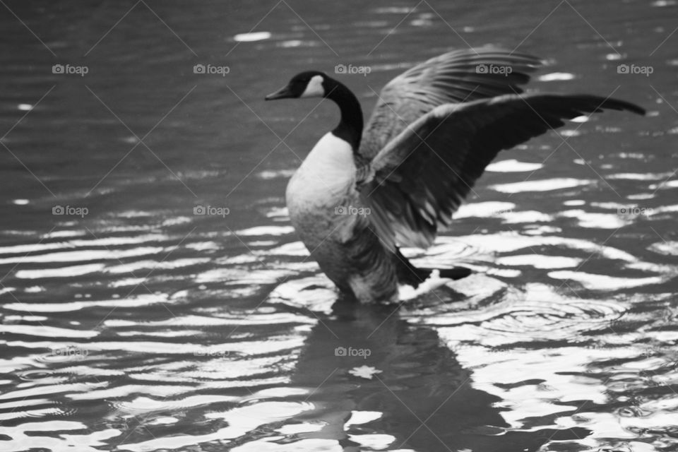 Goose taking flight