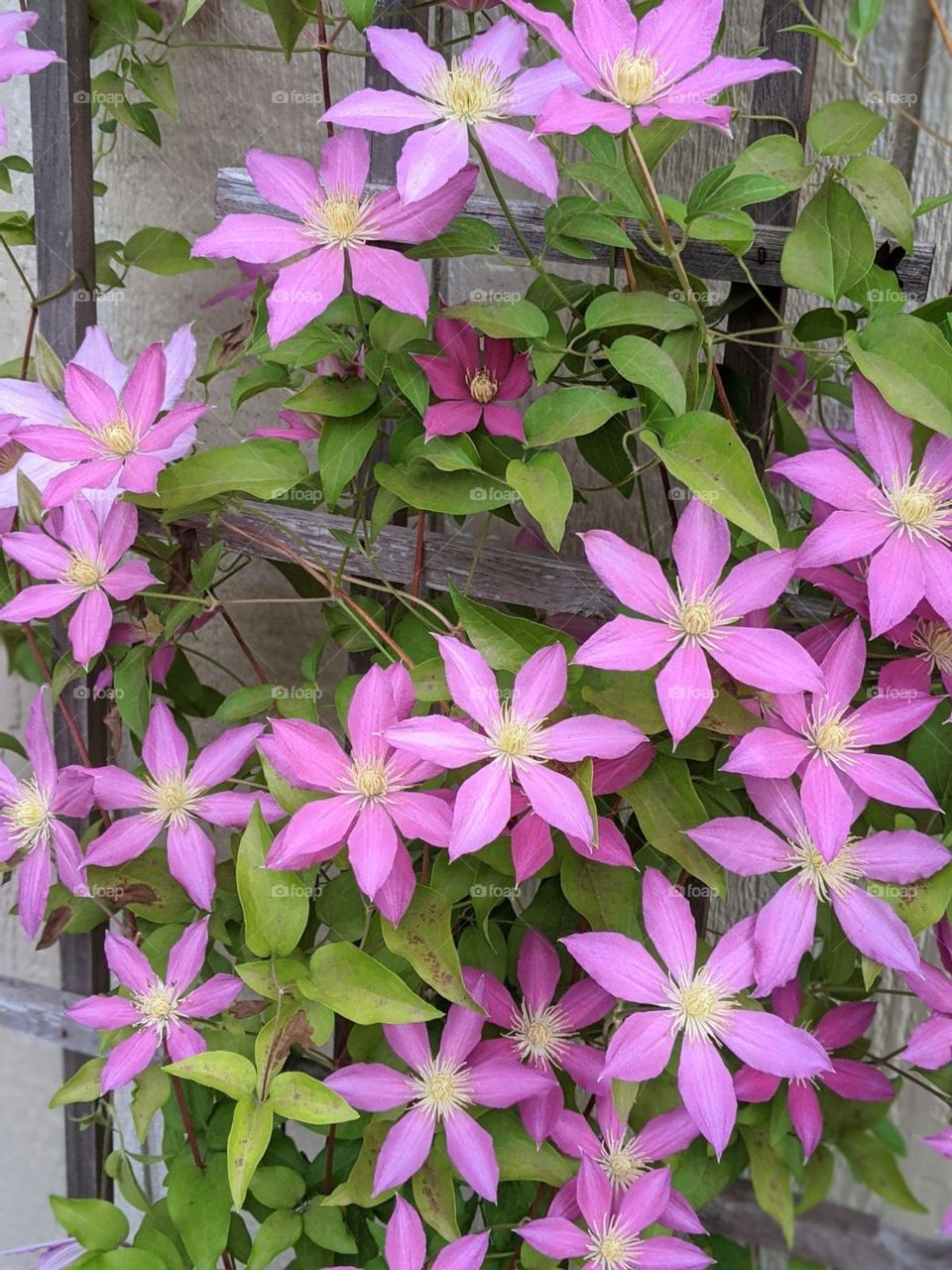 bright pink flower clematis vine climbing up a trellis outside, barbie pink flowers blooming