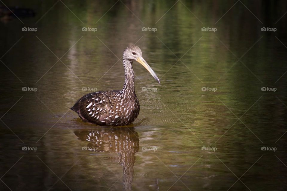 Limpkin 