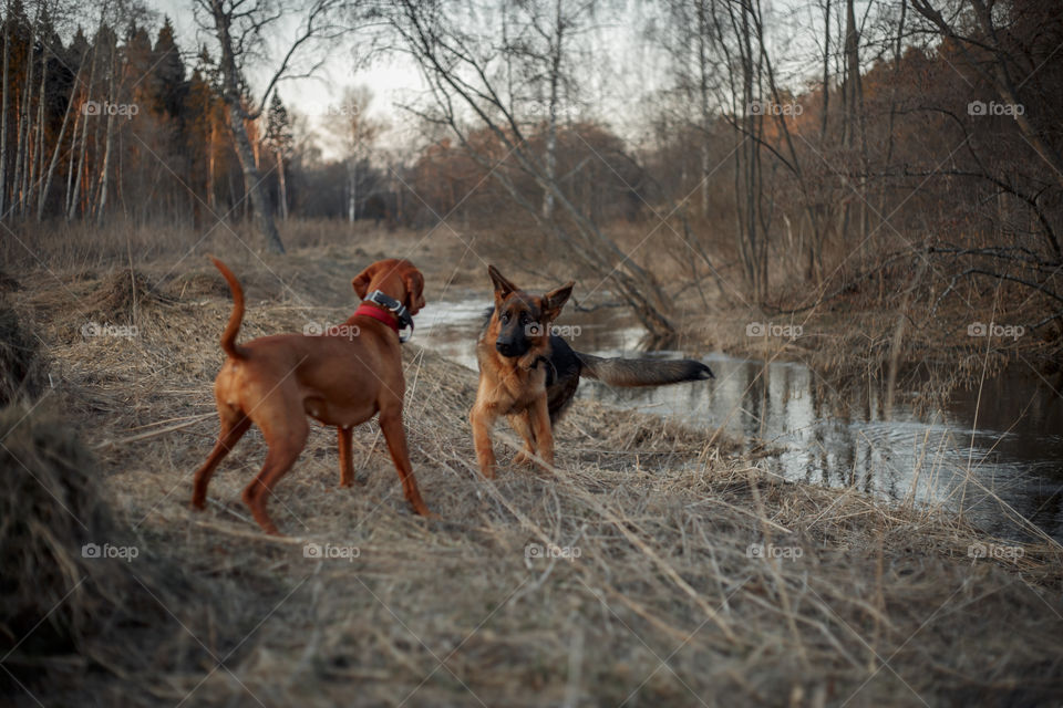 German shepherd young male dog and Hungarian vizsla playing outdoor at spring evening 