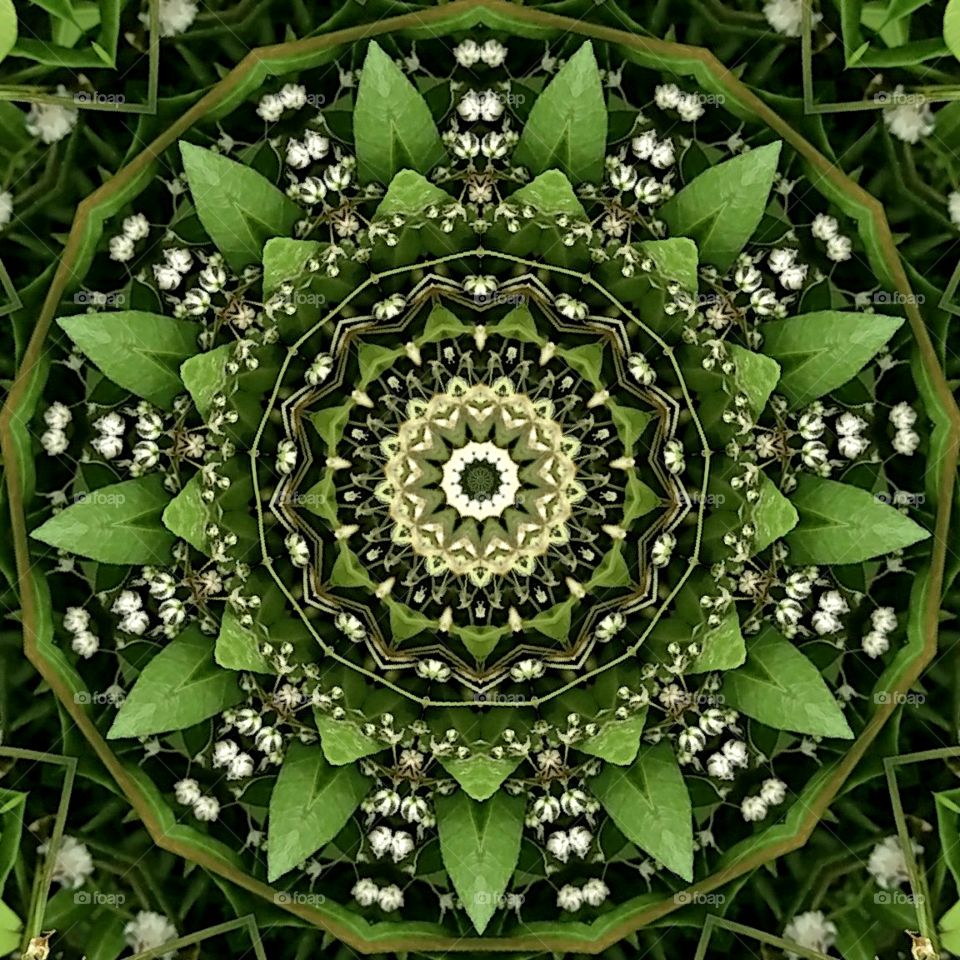 floral mandala