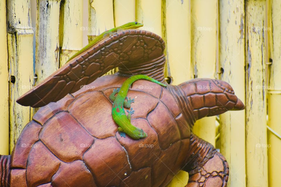 Geckos sunning on a carved turtle (Honu)