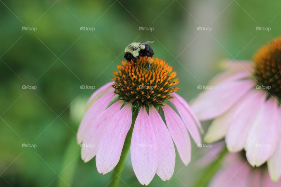 Corn flower and bee