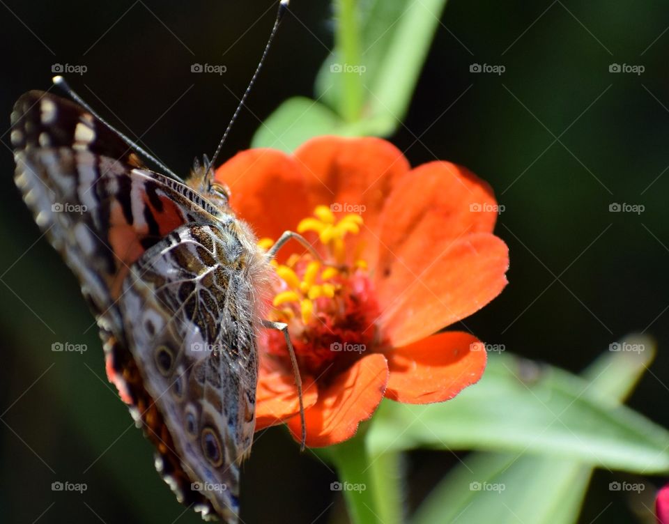 Butterly feeding