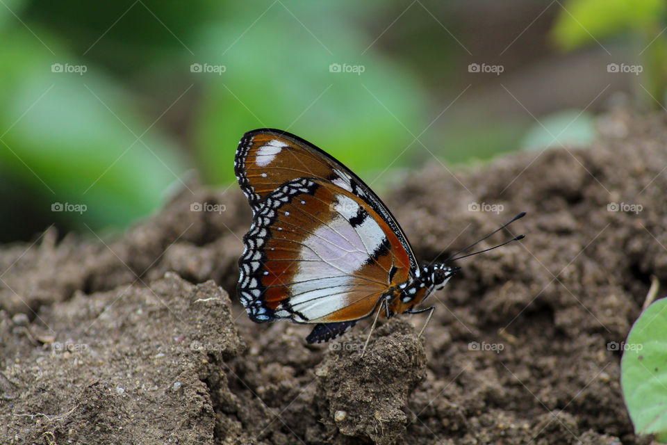 Beautiful butterfly