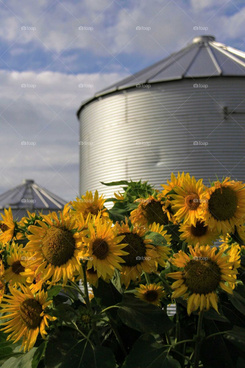 Sunflowers & Grain Bins