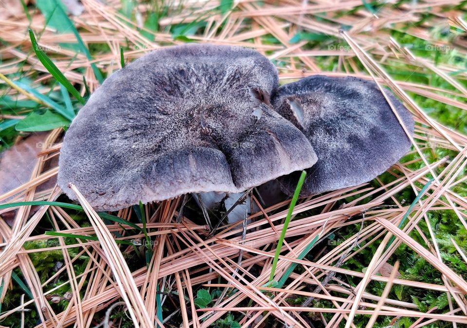 mushroom