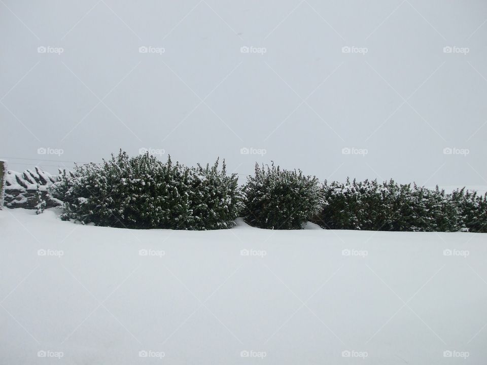 Bushes in snow