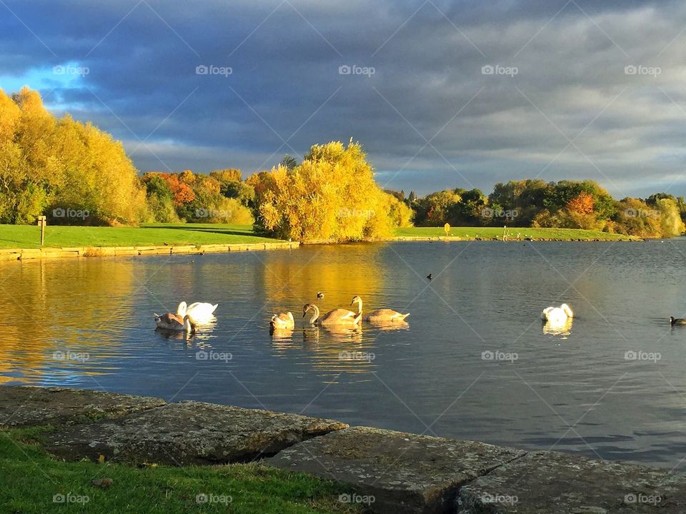 Swan lake 