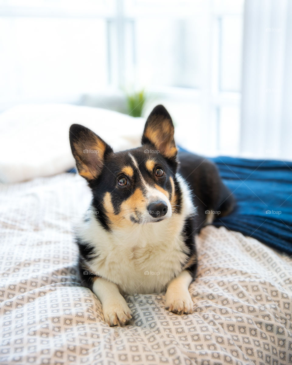 Adorable corgi looking up alertly on a cozy comfy bed in a brightly lit room