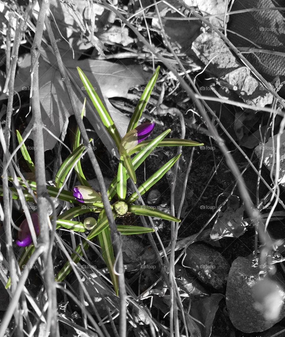 Black and white with purple crocus flowers