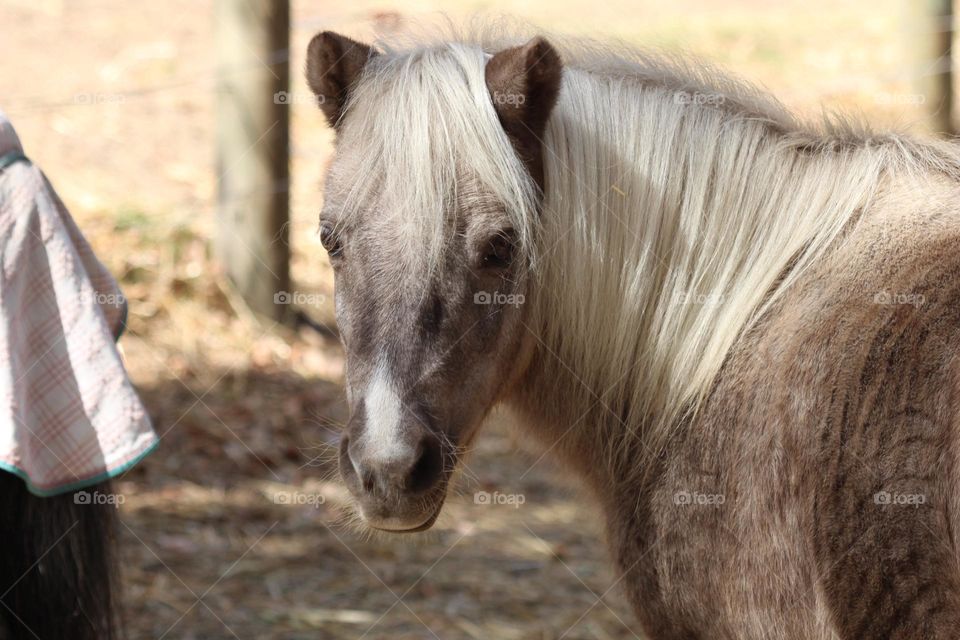 A cute little speckled pony, it’s long white mane straight and smooth against its speckled grey neck, staring down its long and white nose.