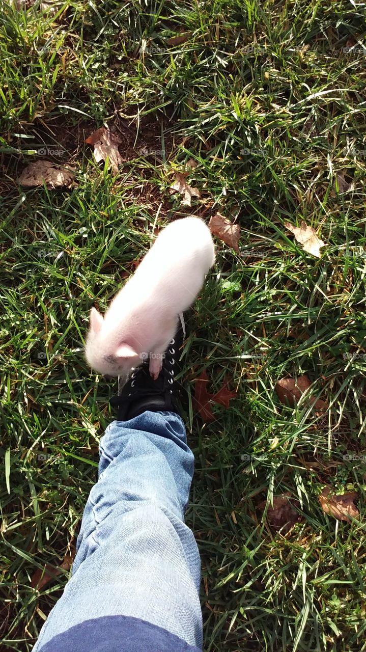 scraps the piglet playing with my shoe