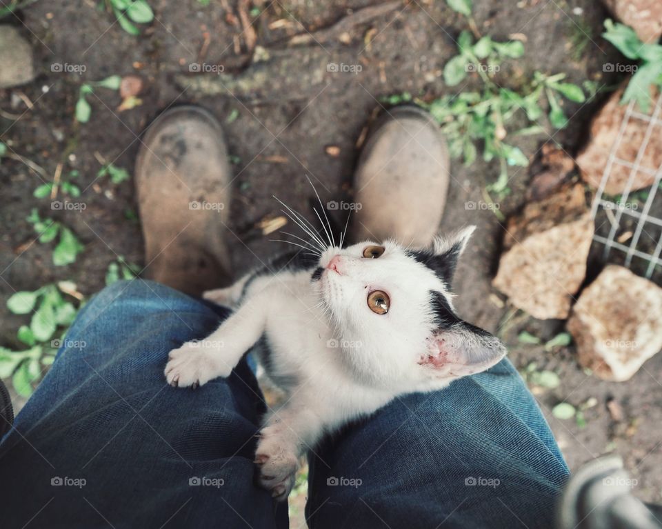 Young cat wants to climb leg up